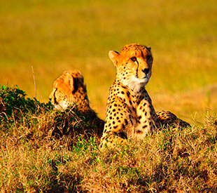 Cruceros África, tigres. SoloCruceros.mx