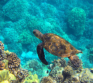 Cruceros por las Islas Galápagos, tortuga marina. SoloCruceros.mx