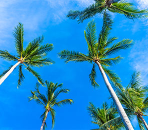 Miami, puerto destacado. SoloCruceros.com