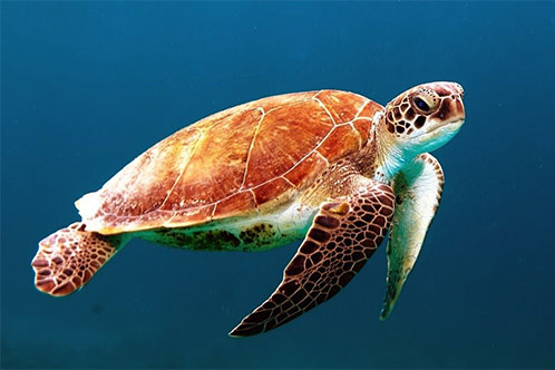 Sostenibilidad y Medio Ambiente, Carnival. SoloCruceros.mx