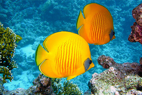 Camarote Exterior Premium, Celestyal Cruises. SoloCruceros.mx