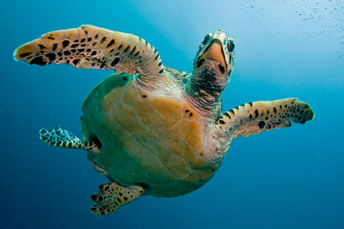 Exploraciones ecológicas. SoloCruceros.mx