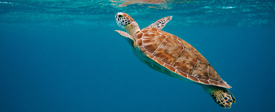 Comprometida con el medio ambiente, CroisiEurope. SoloCruceros.mx