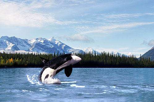 Destinos de Holland. SoloCruceros.mx