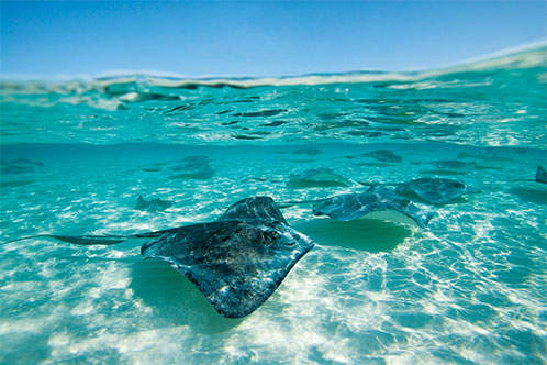 Medio Ambiente, Holland. SoloCruceros.mx