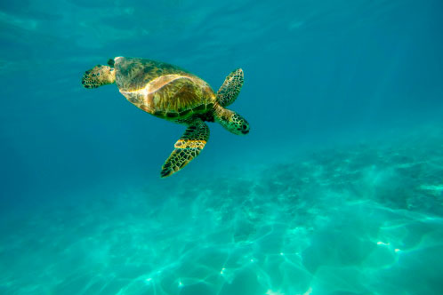 Medio ambiente MSC Cruceros. SoloCruceros.mx