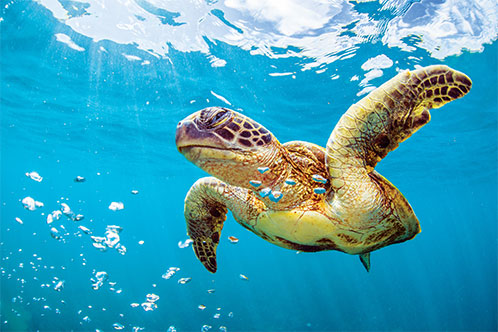 Medio Ambiente y Sostenibilidad, Seabourn. SoloCruceros.mx