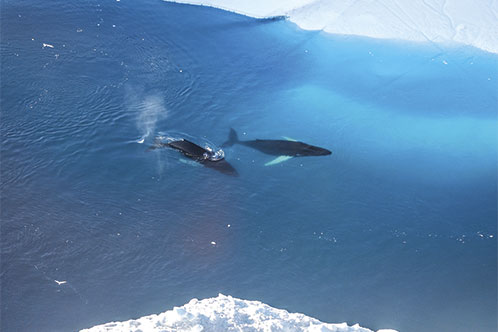 Medio Ambiente y Sostenibilidad, Silversea. SoloCruceros.mx
