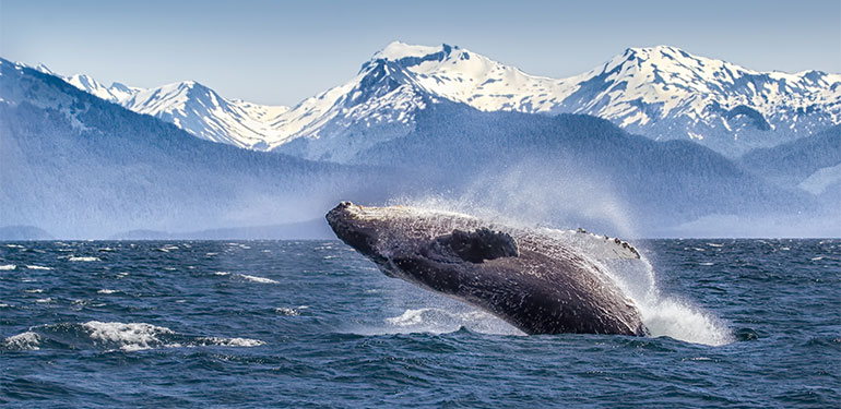Cruceros por Alaska, disfruta de una naturaleza única. SoloCruceros.mx