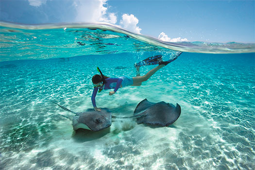 Ciudad de las Rayas en las Islas Caimán. SoloCruceros.mx