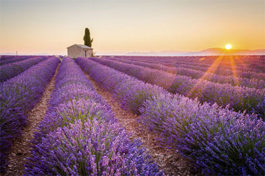 Campos de lavanda de Aix en Provence, Francia. SoloCruceros.mx