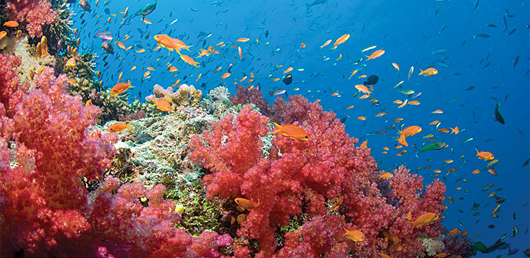 Cruceros por Oceanía y Australia, corales. SoloCruceros.mx