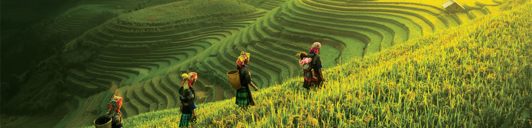Arrozales de Bali, cruceros por Oriente y Asia. SoloCruceros.mx
