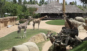Valencia con niños, Bioparc. SoloCruceros.mx