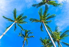 Ofertas de cruceros por el Caribe. SoloCruceros.mx